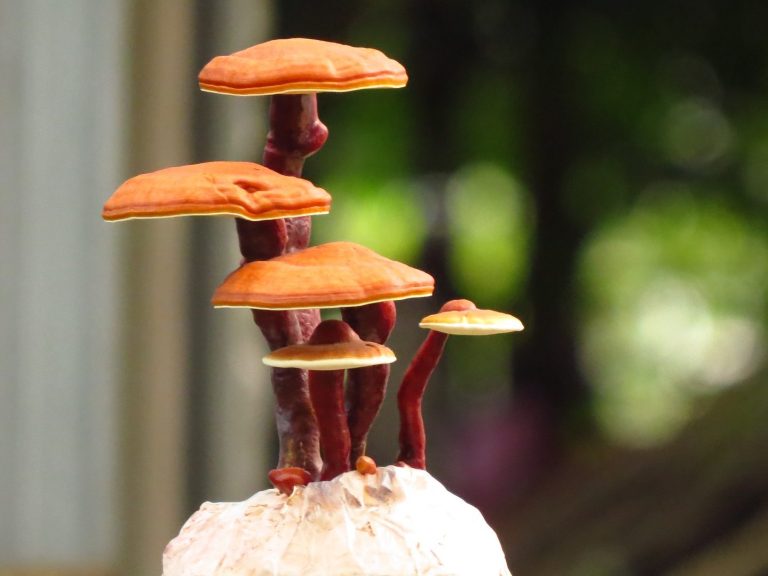 AFÉ AUX CHAMPIGNONS À FAIBLE TENEUR EN ACIDE ET EXTRAITS LIQUIDES DE CHAMPIGNONS

Café gourmand aux champignons pour un boost équilibré

